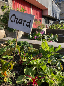 Greening Your Footprint' community garden